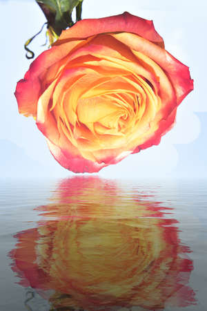 rose very pretty colorful reflection photo close upの写真素材