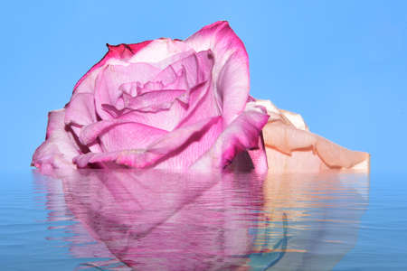 rose very pretty colorful reflection photo close upの写真素材