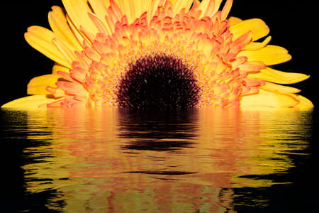 gerbera daisy colorful flower very nice reflection photoの写真素材
