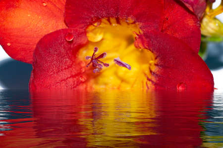 macro photo of colorful flower reflectionの写真素材