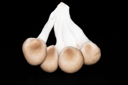 mushroom very healthy food close up