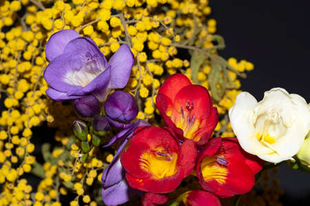 freesia very nice colorful flower on a mimosa backgroundの写真素材