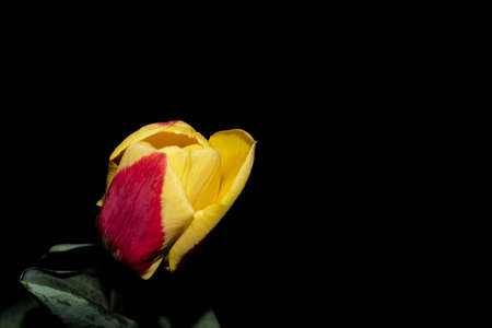 tulip rose hellebore iris colorful flower combination close up