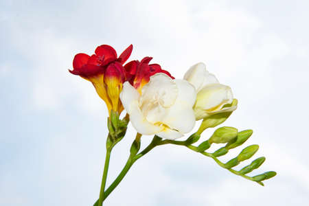 freesia very pretty colorful flower in the sunshineの写真素材