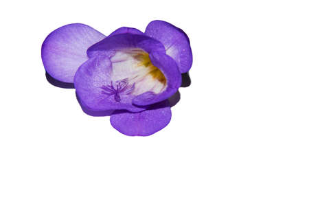 freesia very pretty colorful nice flower close upの写真素材