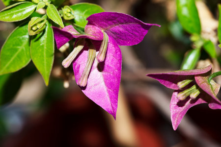 very nice colorful potted flower close upの写真素材