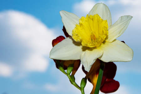 daffodil and freesia flower very pretty colorful in the sunshineの写真素材