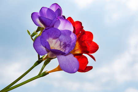 freesia very nice colorful flower in the sunshine close upの写真素材