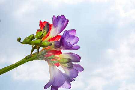 freesia very nice colorful flower in the sunshine close upの写真素材