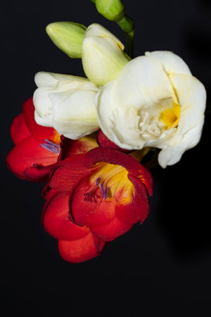 freesia very nive white and red flower close upの写真素材