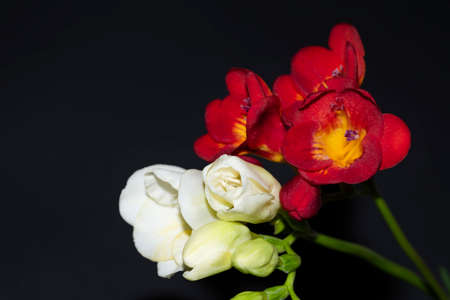 freesia very nive white and red flower close upの写真素材