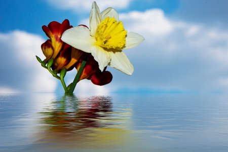 daffodil and freesia very nice colorful flower close up mirror image