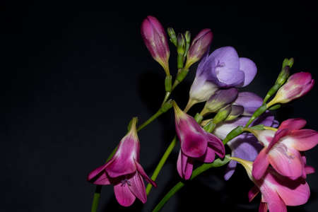 freesia very nice colorful flower close upの写真素材