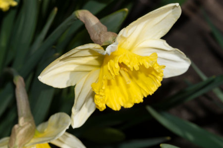 daffodil very nice colorful spring flower in my garden close upの写真素材