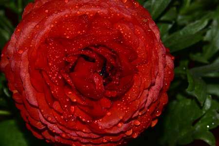 water drops on the rose very pretty colorful flower