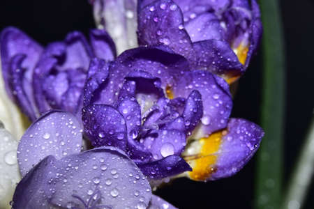 water drops on the colorful freesia flower close upの写真素材