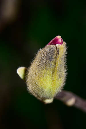 bud flower very nice colorful blossom close up