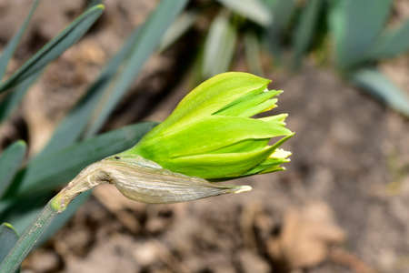 bud flower very nice colorful blossom close up