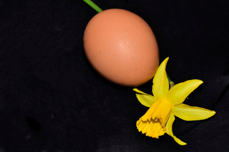 egg and flower very nice decoration for easter close up