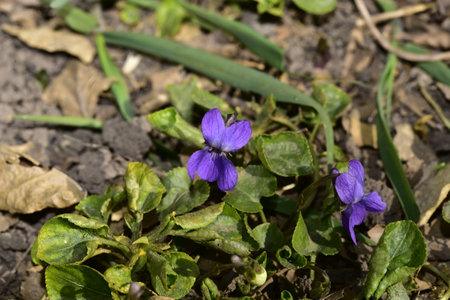 purple garden flower close up in the sunshine close upの写真素材