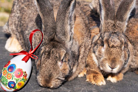 bunnies very pretty brown animals close up