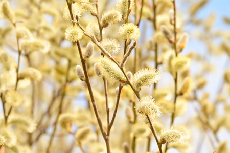 catkin very nice colorful spring tree close upの写真素材
