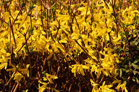 flowering bush close up in my gardenの写真素材