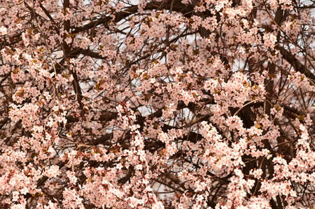 fruit tree flowering in the sunshine close up