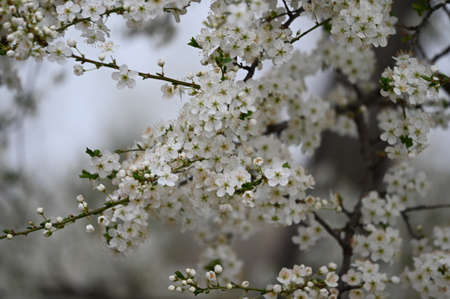 flowering fruit tree close up in my garden