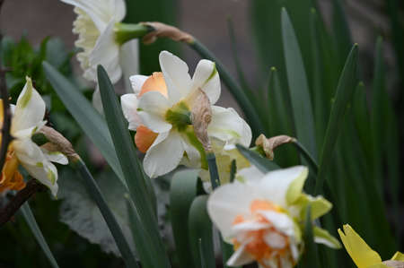 macro photo of daffodil flower close up in my garden