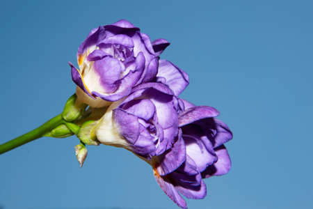 freesia very pretty colorful flower close up on a blue backgroundの写真素材