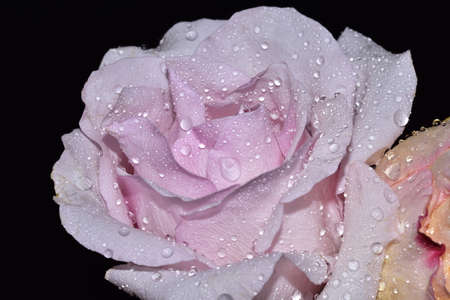 water drops on the colorful rose flower close upの写真素材