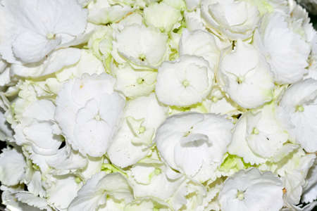 colorful hydrangea very pretty colorful potted flower close upの写真素材