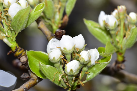 white tree blossoms close up in my garden in the sunshineの写真素材