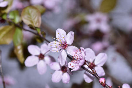 macro photo of fruit tree close up in my gardenの写真素材