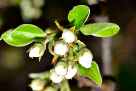 white tree blossoms close up in my garden in the sunshine