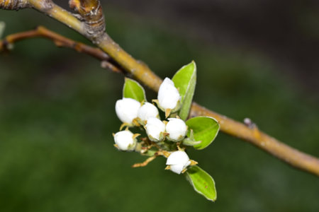 white tree blossoms close up in my garden in the sunshineの写真素材