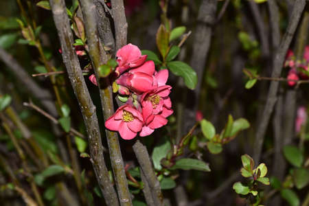 macro photo of japanese quince flower close upの写真素材