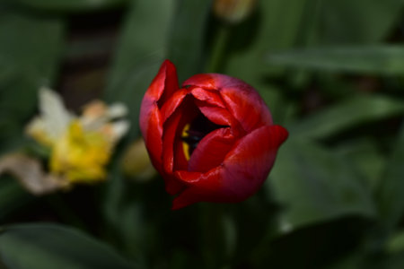 tulip very pretty colorful spring garden flower