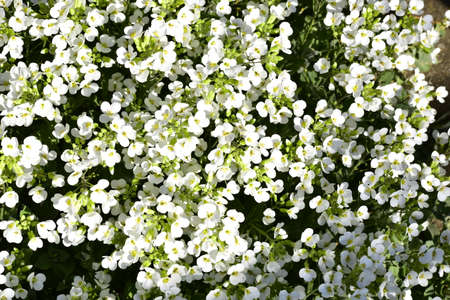 colorful garden flower close up in my gardenの写真素材