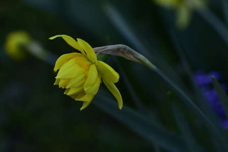 daffodil very nice colorful spring garden flower