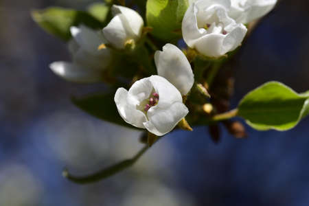 flowering fruit tree in my garden in the sunshine