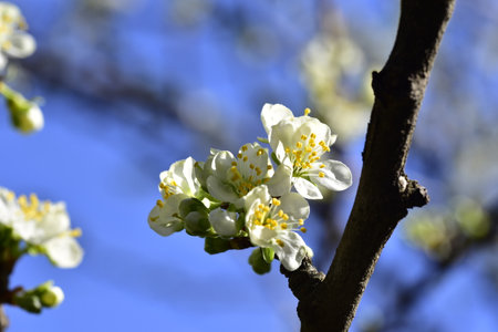 fruit tree flowering in my garden close up in the sunshine