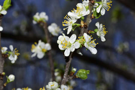 fruit tree flowering in my garden close up in the sunshineの写真素材