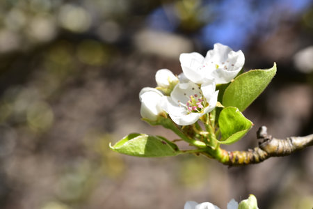 fruit tree blossoms very nice opened flower in the sunshineの写真素材