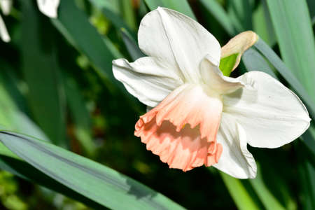macro photo of colorful daffodil in my garden close upの写真素材