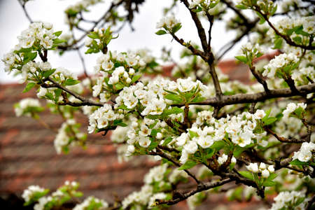 macro photo of fruit tree close up in my gardenの写真素材