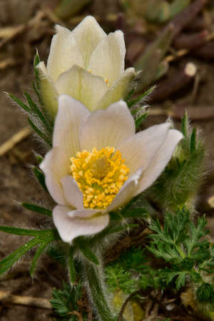 macro photo of colorful opened garden flower