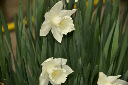 daffodil very nice colorful garden flower close up in the sunshine