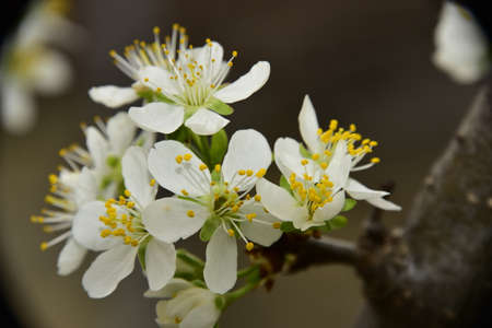 macro photo of flowering fruit tree in my garden